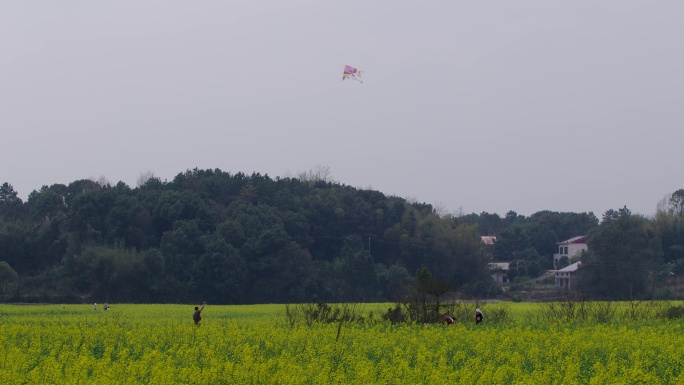 6K春天油菜花间放风筝一组