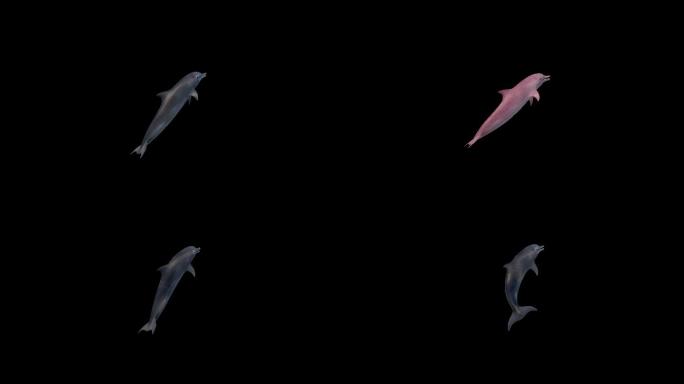 高清写实海豚三维动画素材