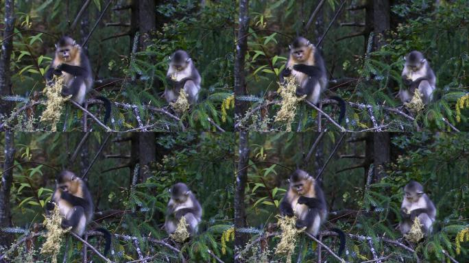 金丝猴坐在树上吃东西