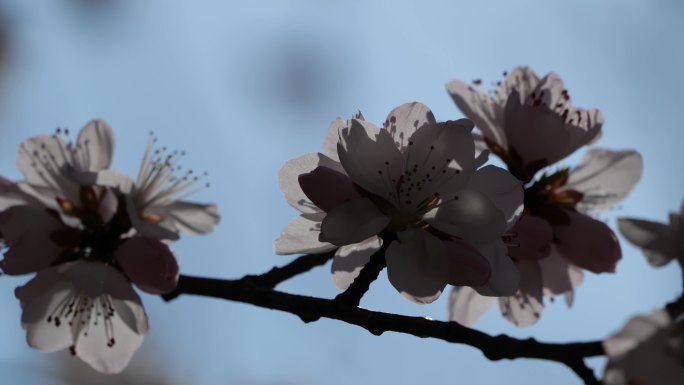 桃花特写