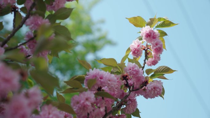 樱花 4K 逆光轮廓 樱花特写