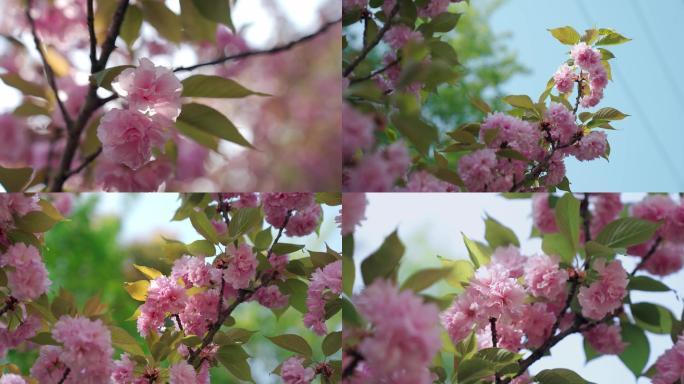 樱花 4K 逆光轮廓 樱花特写