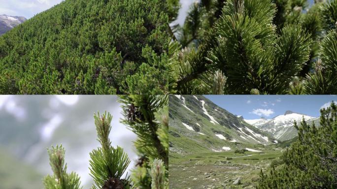 小埃伦德山谷半山坡