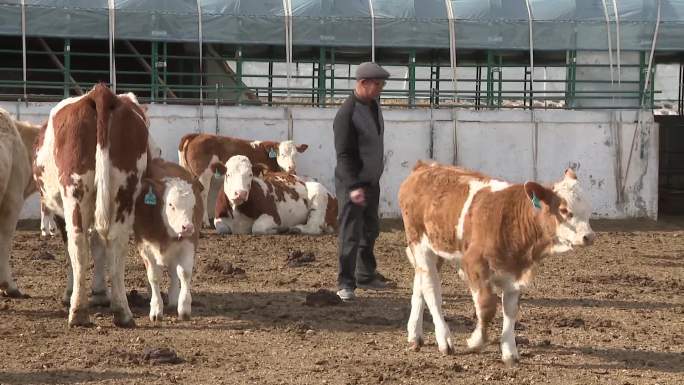 草原肉牛养殖场养殖专业户牛吃草