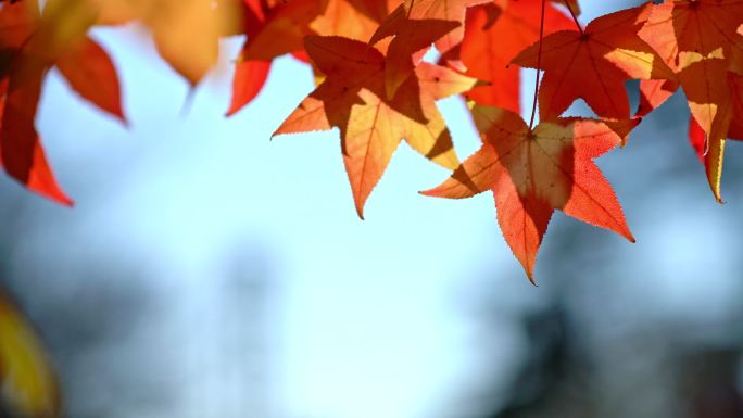 秋天的红叶。红枫美景空镜