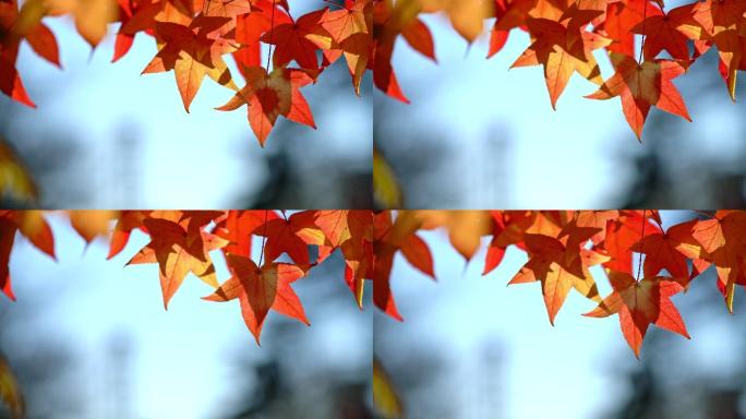 秋天的红叶。红枫美景空镜