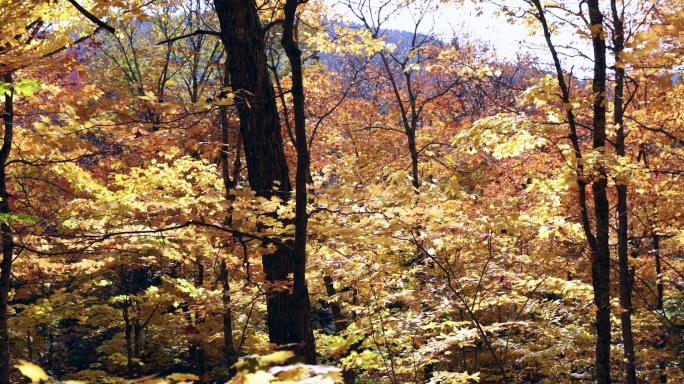 秋天的森林秋景树叶凋零枯黄的树叶