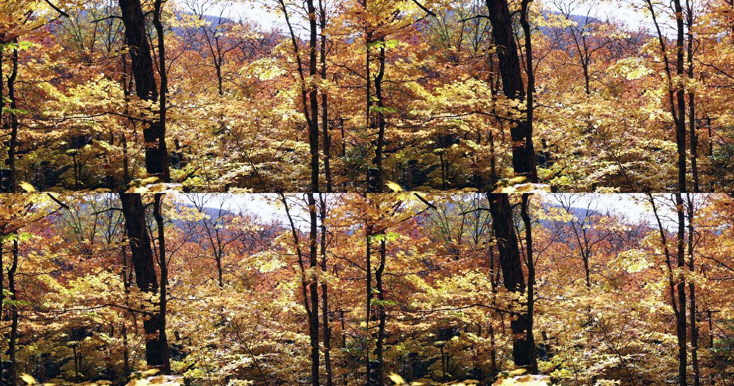 秋天的森林秋景树叶凋零枯黄的树叶