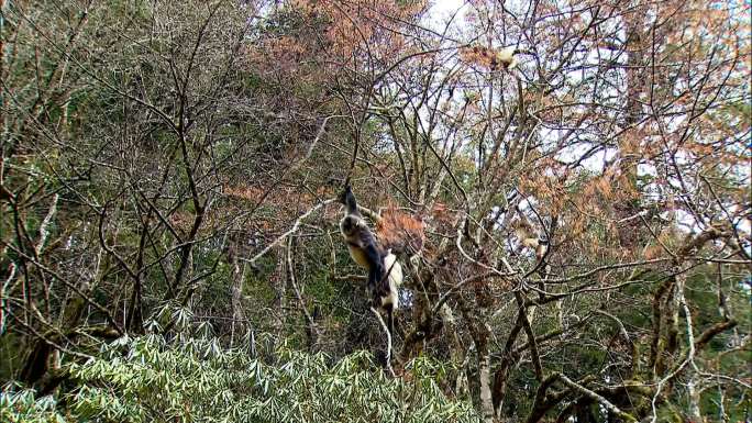 金丝猴在树枝上攀爬