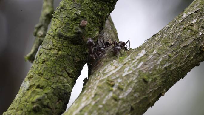 【4K原创】树枝上的蚂蚁