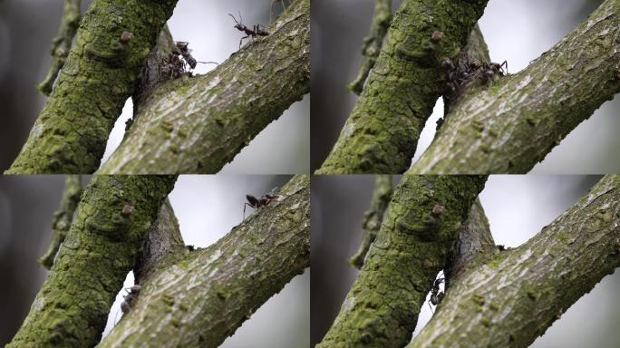 【4K原创】树枝上的蚂蚁