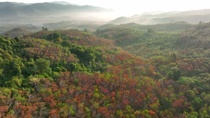 泰国南部秋天橡胶树场景