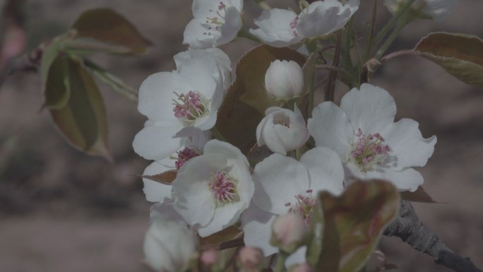 梨花 梨花树 梨花园 游人