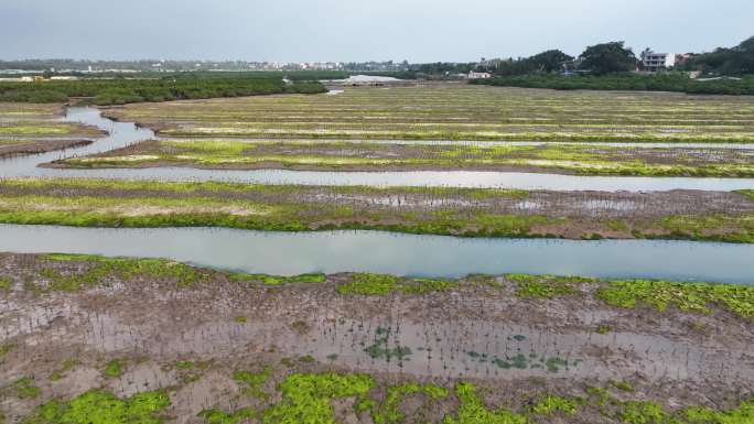 【超清4K合集】海南省海口市东寨港红树林