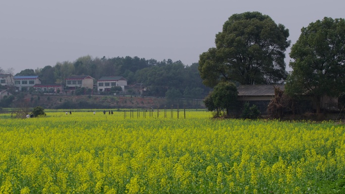 6K春天踏青油菜花开一组04