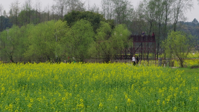 6K南方乡村油菜花观赏