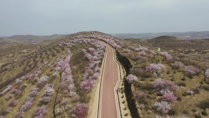 彭阳山花节 彭阳 山花节 桃花 金鸡坪