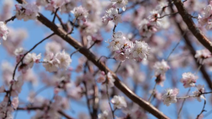 桃花升格特写