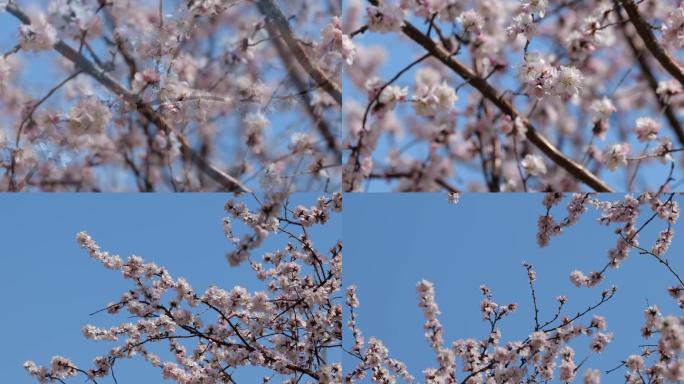 桃花升格特写