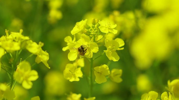 升格油菜花蜜蜂采蜜