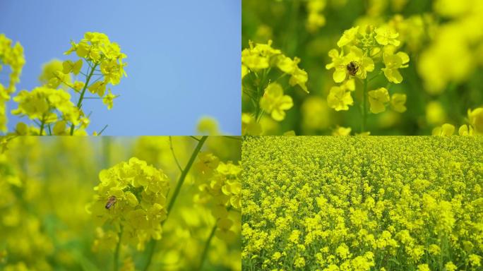 升格油菜花蜜蜂采蜜