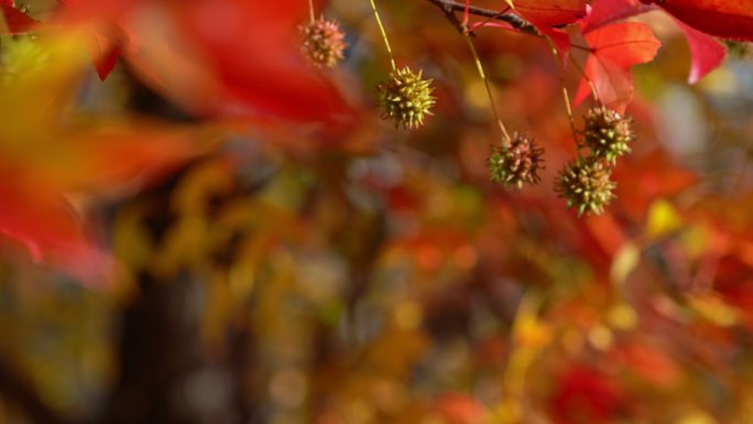 阳光下的秋叶红色刮风风吹吹风飘动晃动