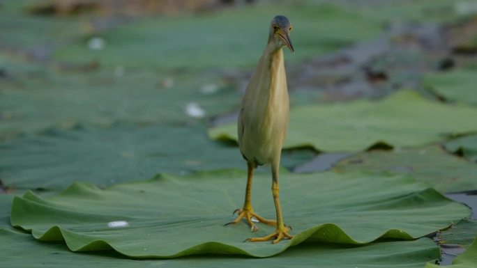 湿地沼泽水鸟