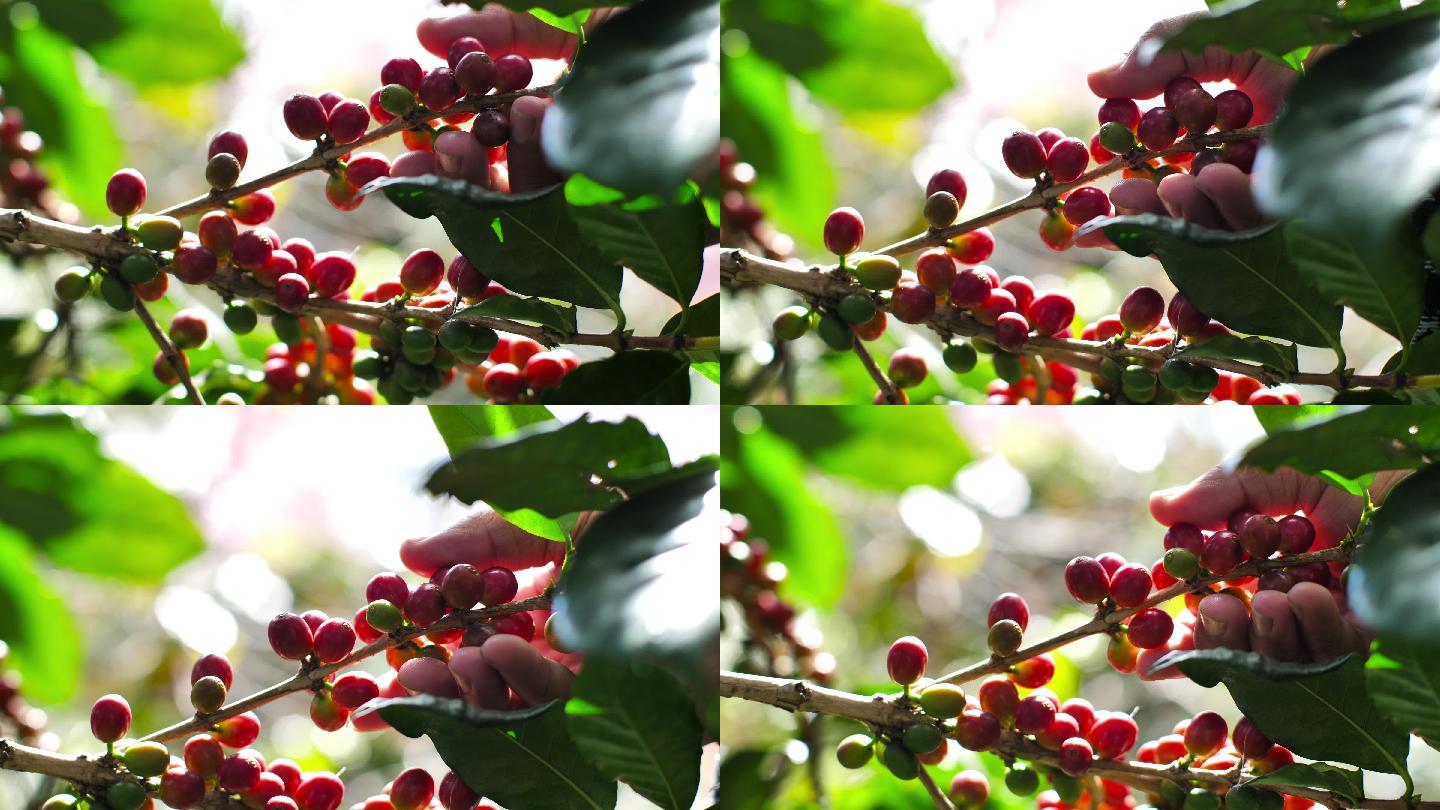 成熟的咖啡樱桃咖啡树果园果树果实浆果