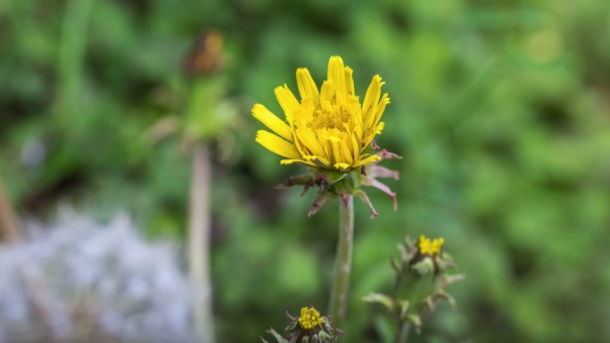 蒲公英小花绽放延时