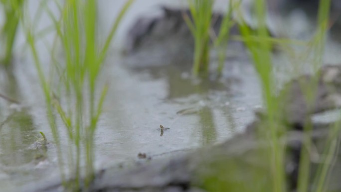 水稻种植