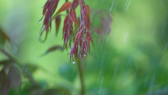 嫩枝嫩芽嫩叶树叶雨滴谷雨春雨雨露