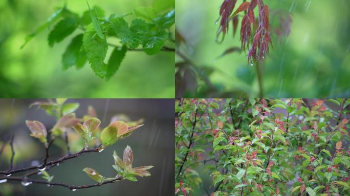 嫩枝嫩芽嫩叶树叶雨滴谷雨春雨雨露