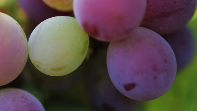 葡萄 葡萄种植 紫葡萄 青提葡萄 葡萄园