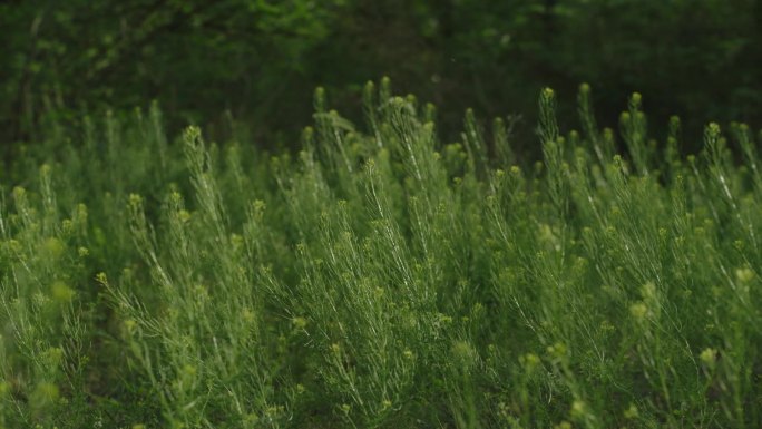 春天的野花，树林下，蜜蜂箱，蜜蜂