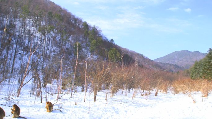 金丝猴在雪地上