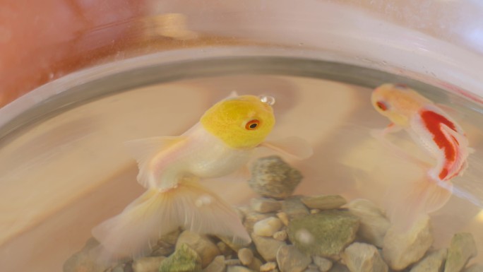 金鱼在水面吐泡泡