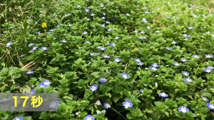 【视频】4K 春天花草 春夏 白车轴草