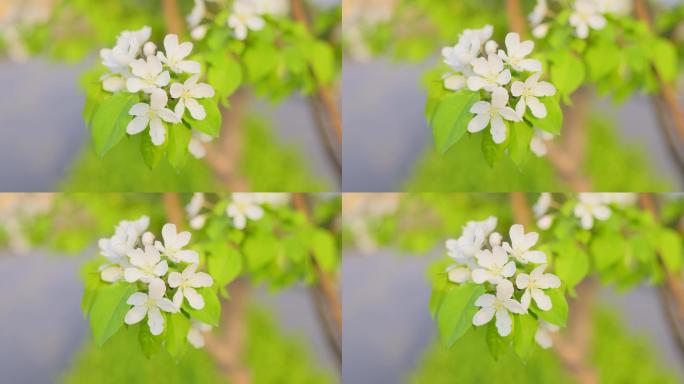 夕阳下的山荆子花