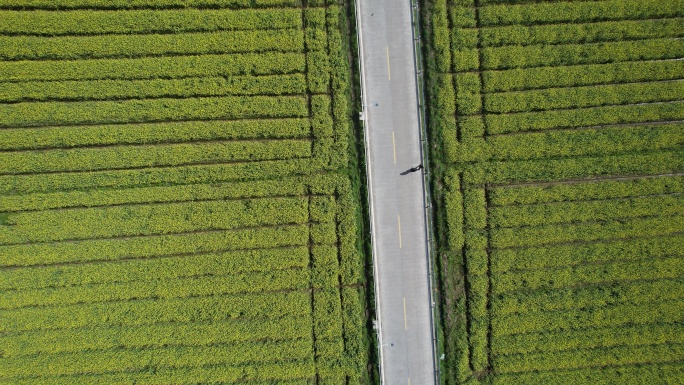 台州玉环沙门油菜花航拍DJI_0939