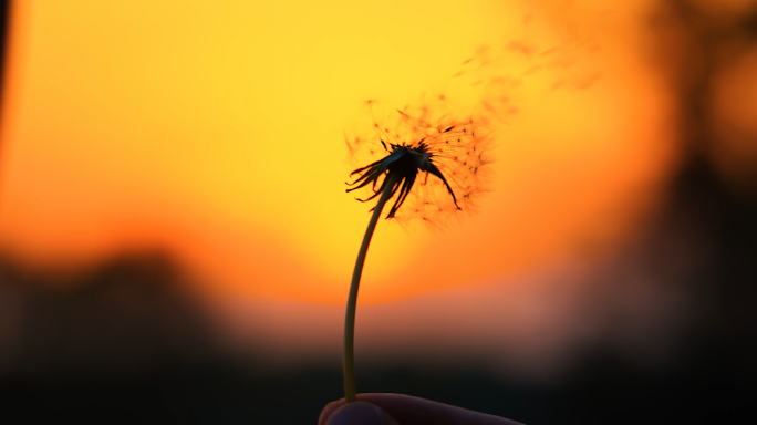 夕阳下吹蒲公英