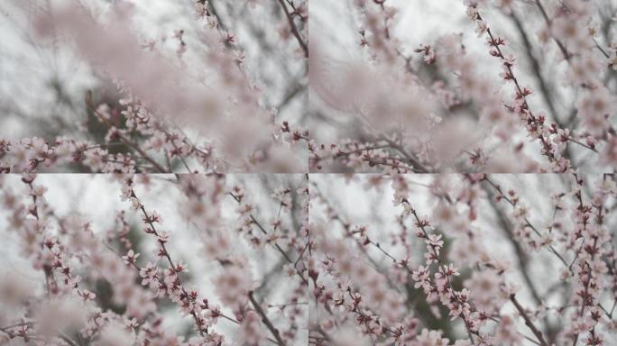 彭阳山花节 彭阳 山花节 桃花 山花