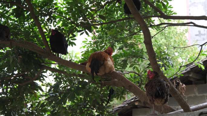鸡 公鸡 树上的鸡  家禽 散养鸡