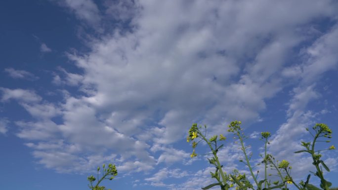 油菜花