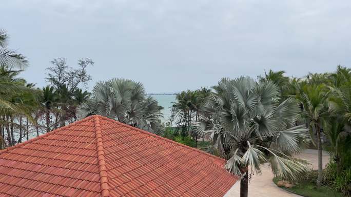 海边的椰树视频