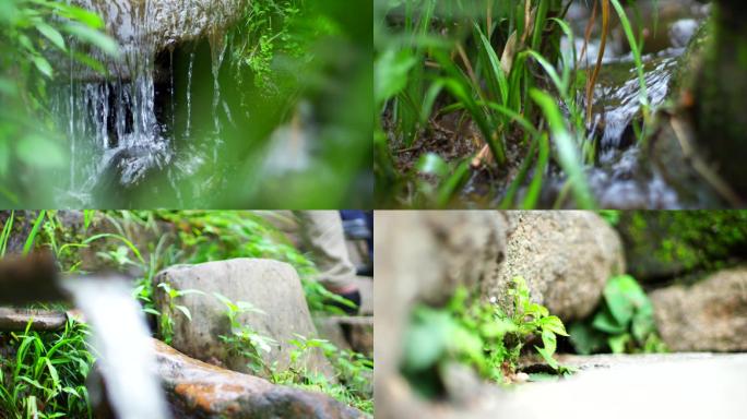 空镜 台阶 植物 溪水 青苔植物C003