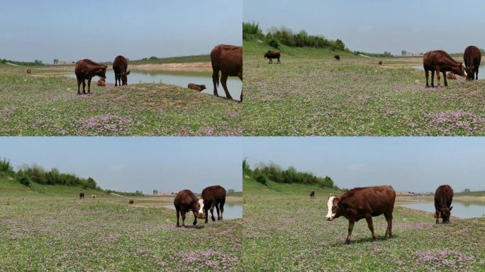 牛群江边悠闲吃草