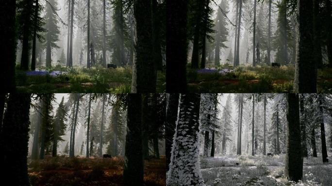 四季景观在森林中变换