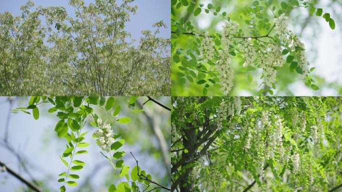 槐树槐树洋槐春天绿色植物绿叶花朵春风