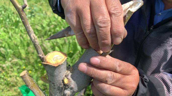 4k农场果园工人多年生梨树嫁接插皮接实拍