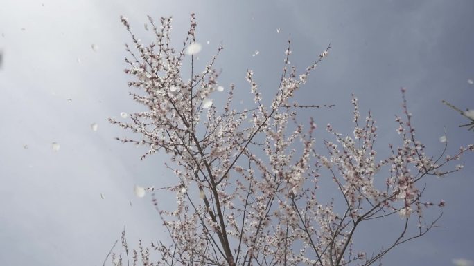 彭阳山花节 彭阳 山花节 桃花 山花